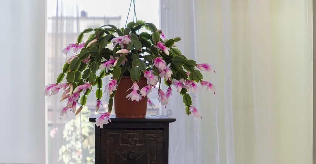 Adubação: Nutrientes Para Uma Floração Prolongada