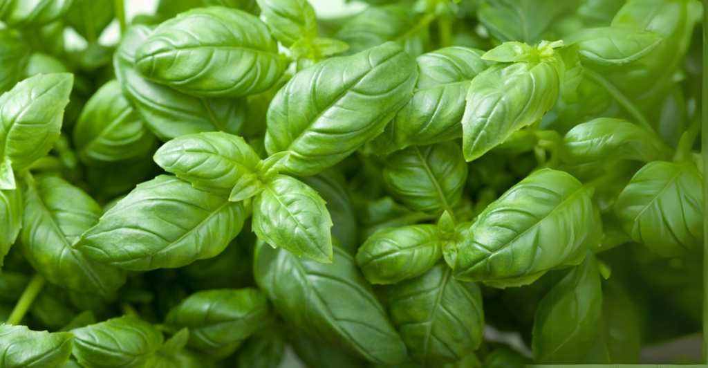 Como cultivar Manjericão