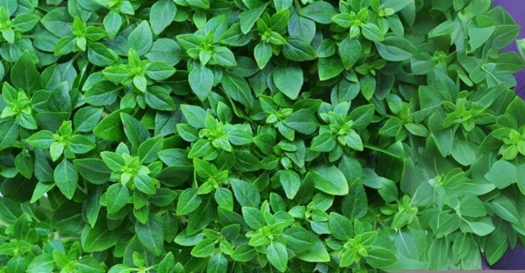 Como cultivar manjericão