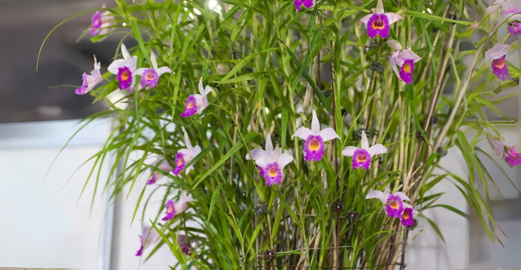 Por que ter uma Orquídea Bambu no seu jardim?