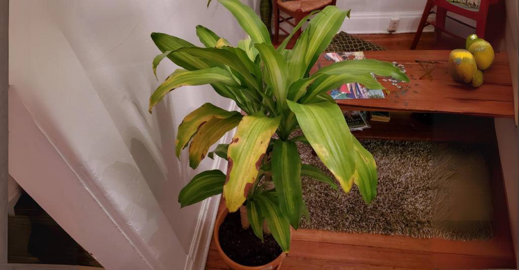 Por Que a Dracaena Fragrans Amarelada é um Problema Comum?