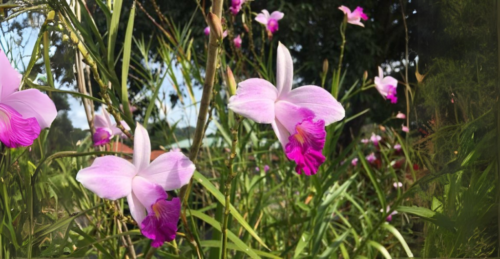 Cuidados essenciais para uma floração intensa