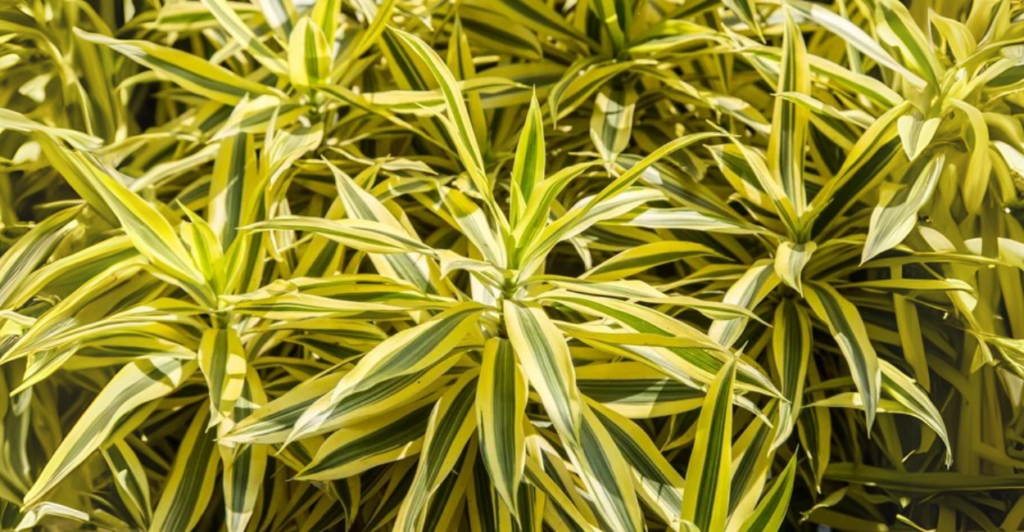 Principais Causas do Amarelecimento da Dracaena Fragrans