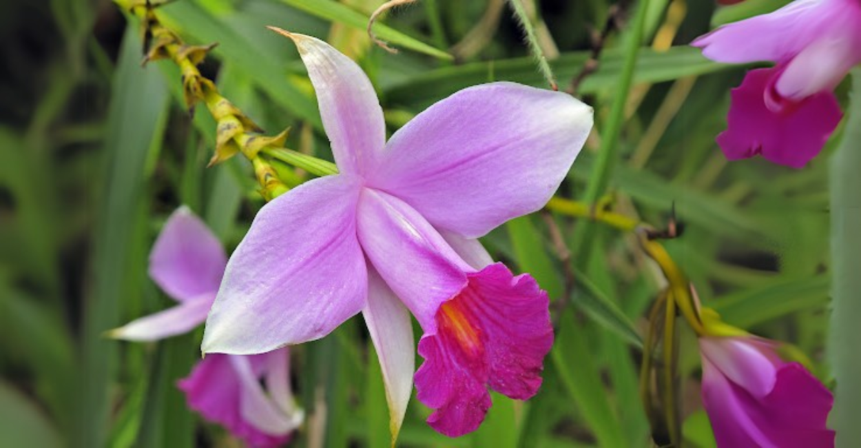 Orquídea Bambu: O Segredo para um Jardim Exuberante!