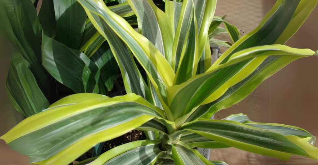 Como Tratar a Dracaena Fragrans Amarelada?