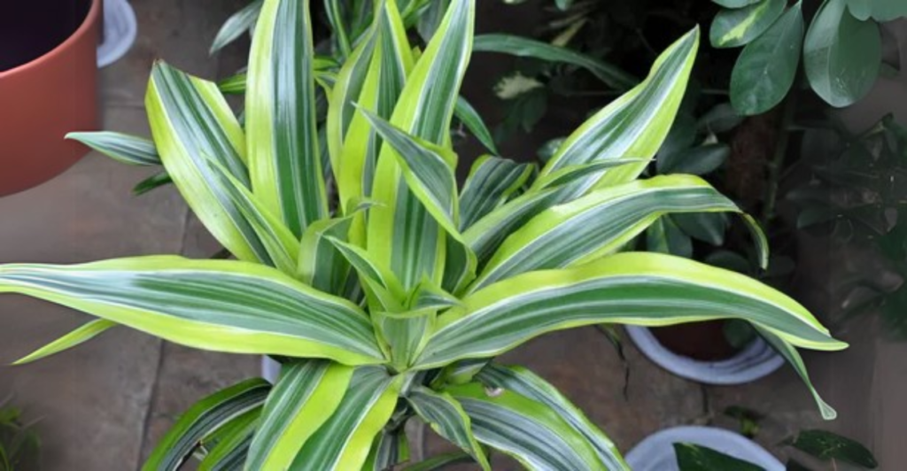 Estratégias de Prevenção Para Manter a Dracaena Saudável