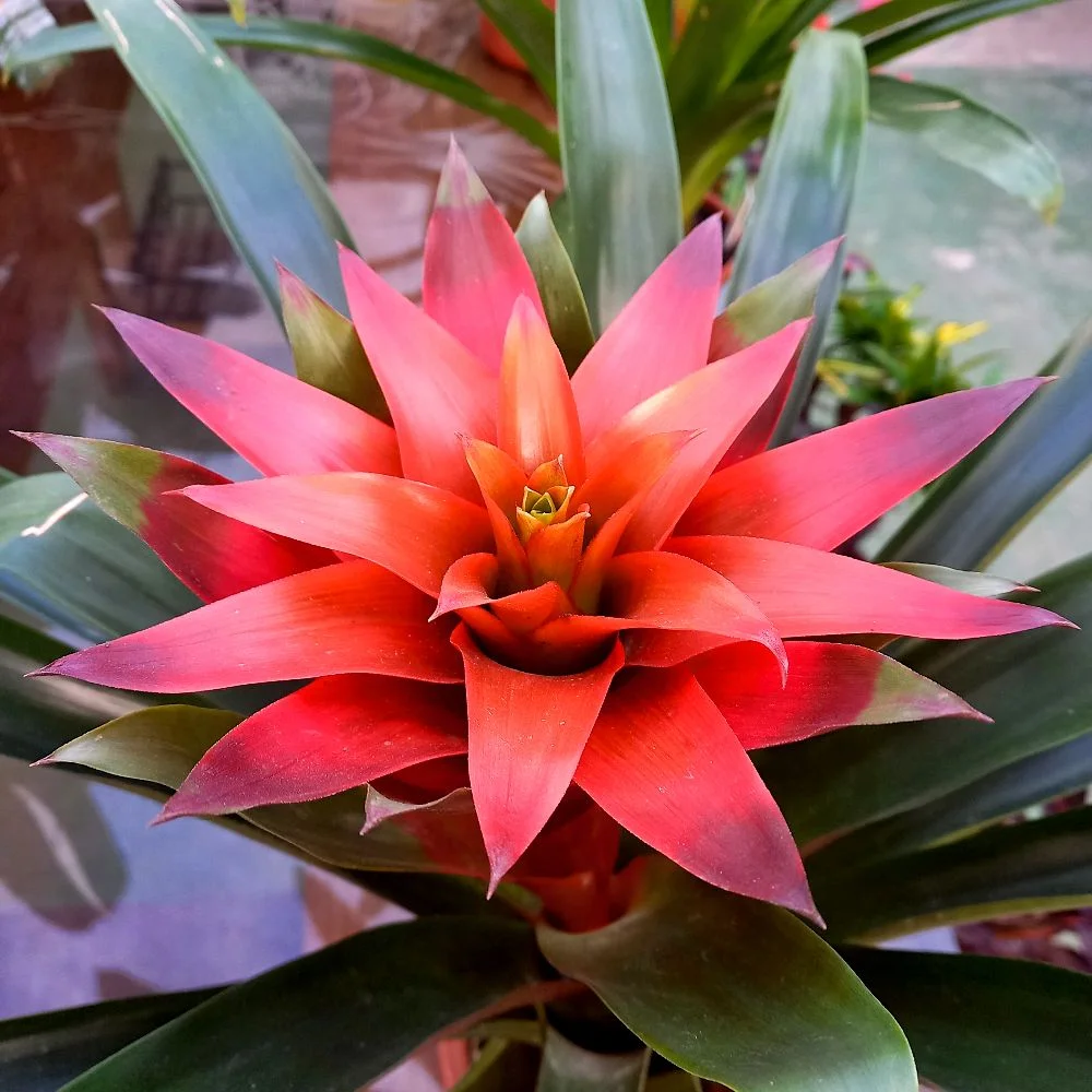 Bromélia Guzmania