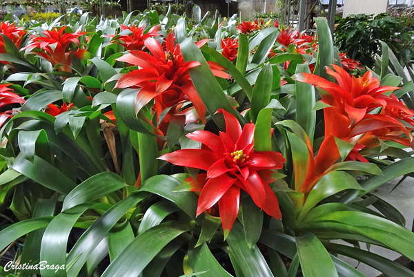 Bromélia Guzmania