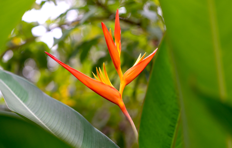 Helicônia Papagaio