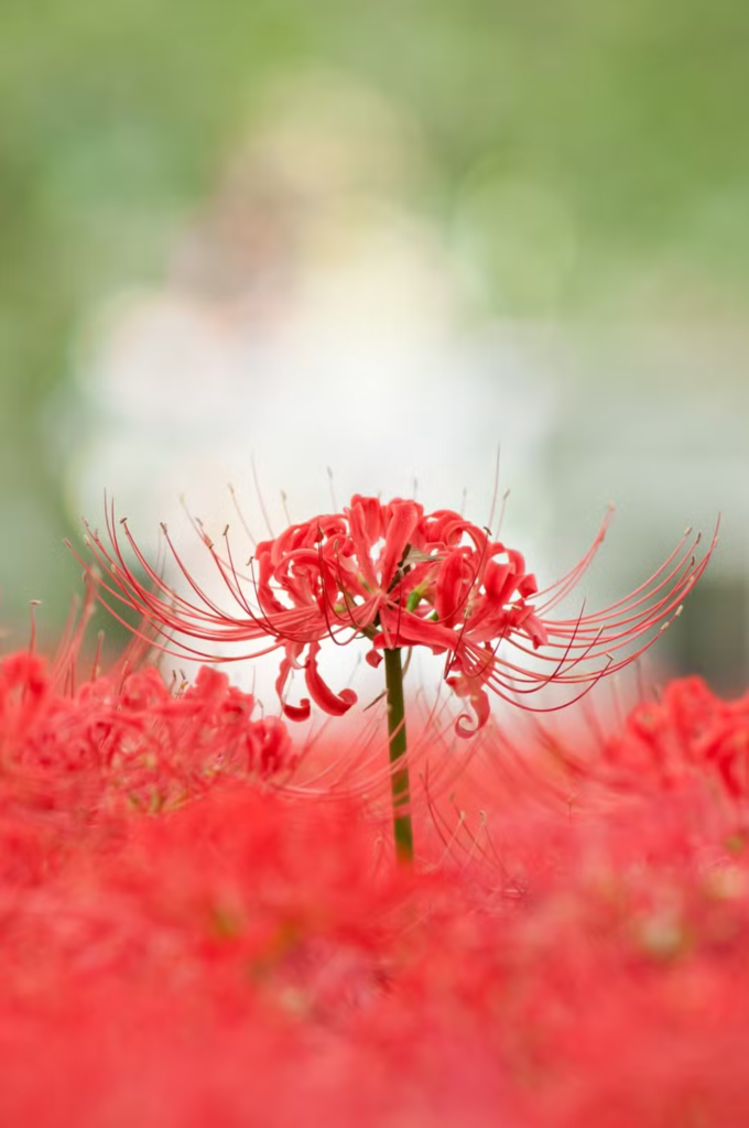 Lycoris radiata: saiba tudo sobre e como cuidar