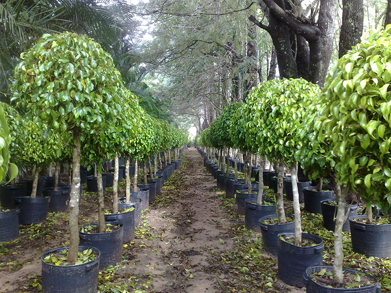 O Que é Ficus Benjamina e Por Que é Tão Popular?