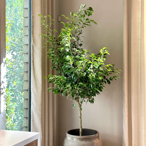 Como Cuidar da Ficus Benjamina