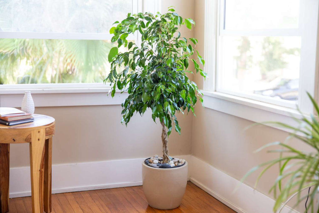 Cultivando Ficus Benjamina em Vasos