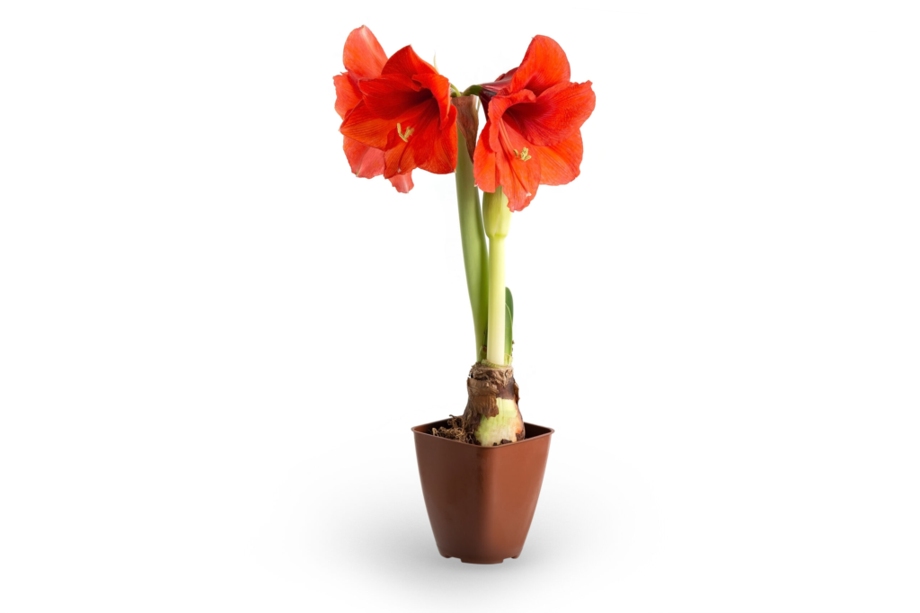 Amarílis (Hippeastrum hybridum) - Plantas para Canteiro