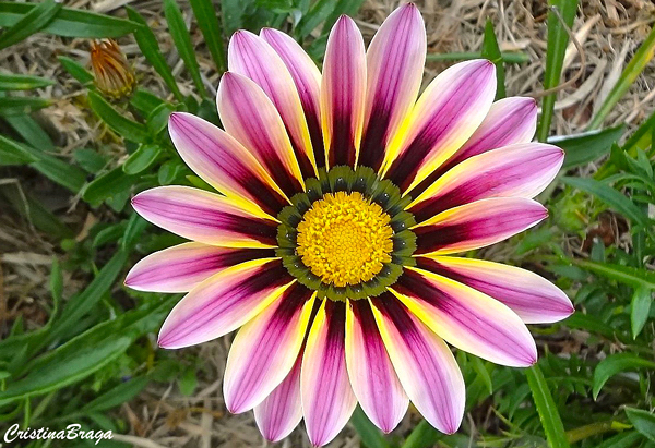 Gazânia (Gazania rigens) - Plantas para Canteiro