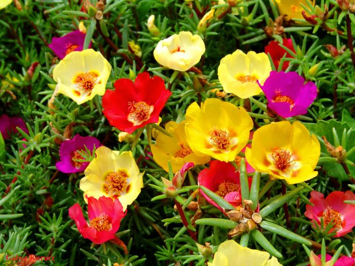 Onze-horas (Portulaca grandiflora) - Plantas para Canteiro