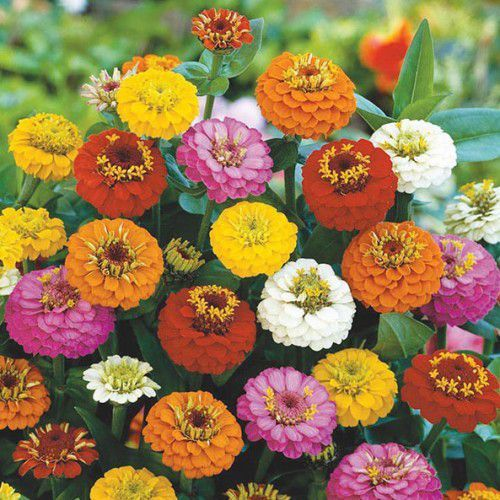 Zínia (Zinnia elegans) - Plantas para Canteiro