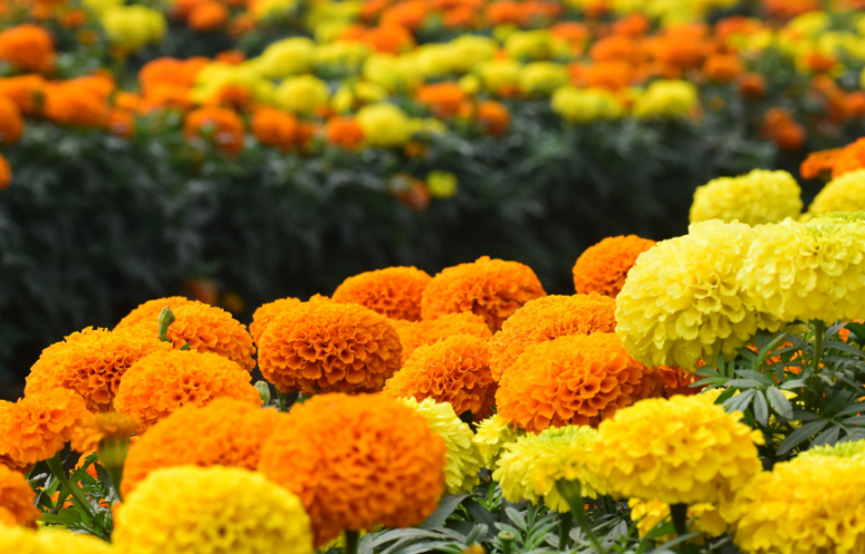 Plantas para Canteiros - Conheça as melhores Espécies