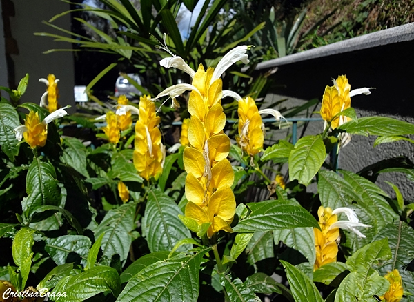 Camarão-amarelo (Pachystachys lutea)