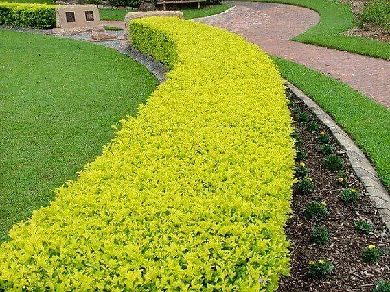 Pingo-de-ouro (Duranta repens ‘Aurea’)