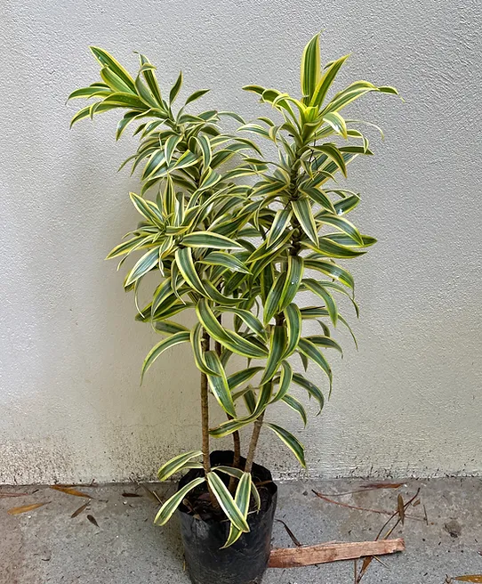 Pleomele (Dracaena reflexa)