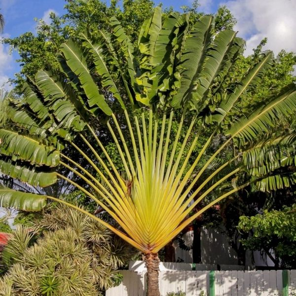 Árvore-do-viajante (Ravenala madagascariensis)