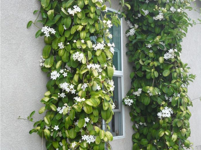 Jasmim-de-madagascar (Stephanotis floribunda)