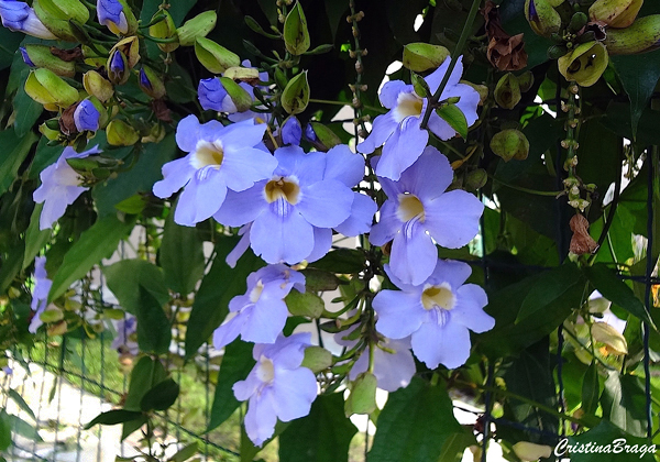 Tumbérgia (Thunbergia grandiflora)