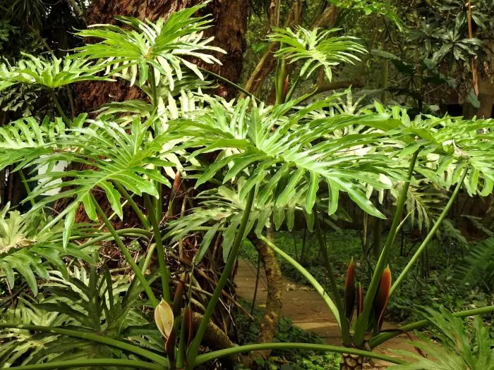 Guaimbê (Philodendron bipinnatifidum)