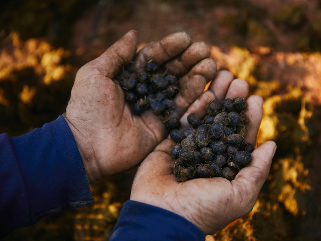 Black Ivory Coffee: Um Café Produzido por Elefantes