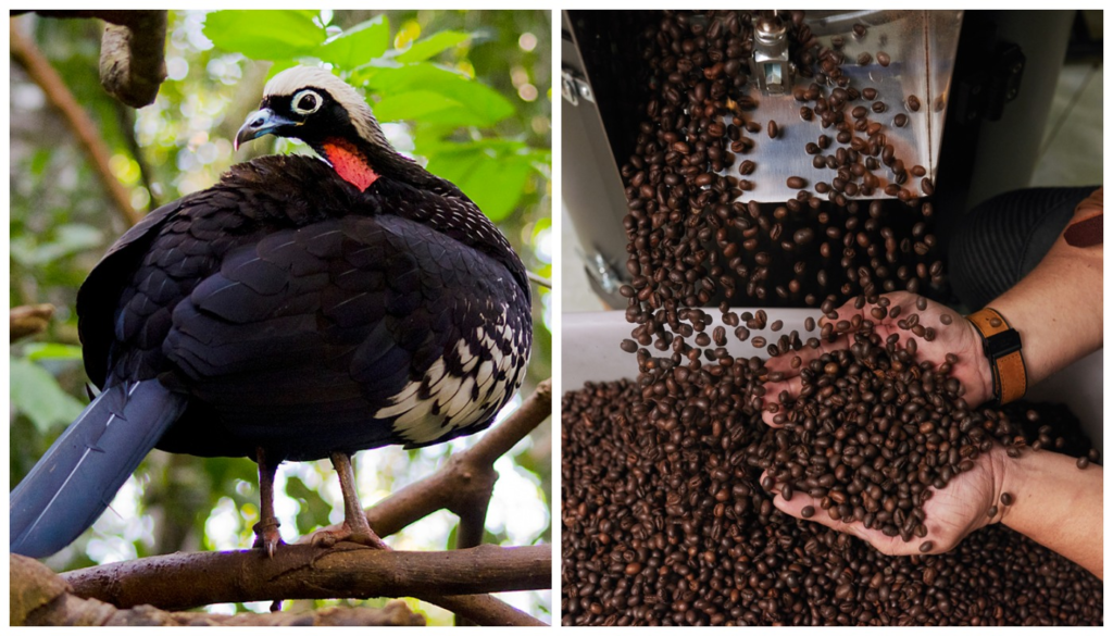 Café de Jacu: O Exótico Grão do Espírito Santo