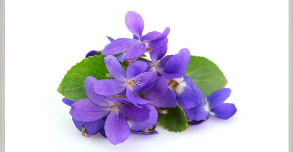 O Que São Violetas? Conheça Essa Flor Encantadora