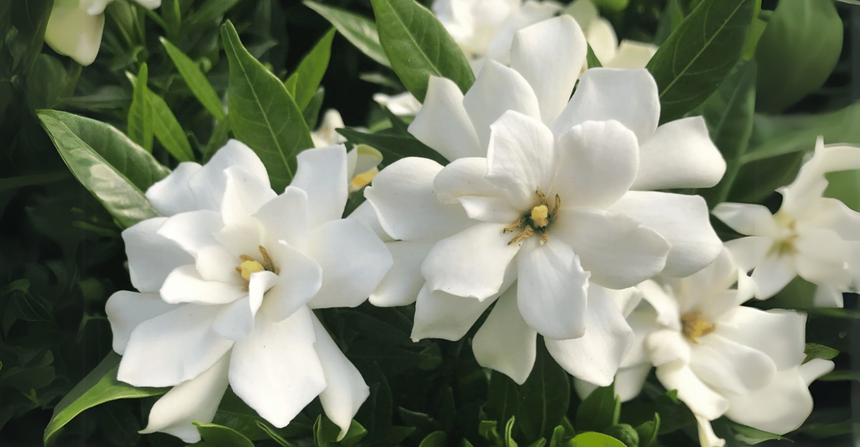 Gardênia – Beleza, Perfume e Como Cultivar Essa Planta Encantadora