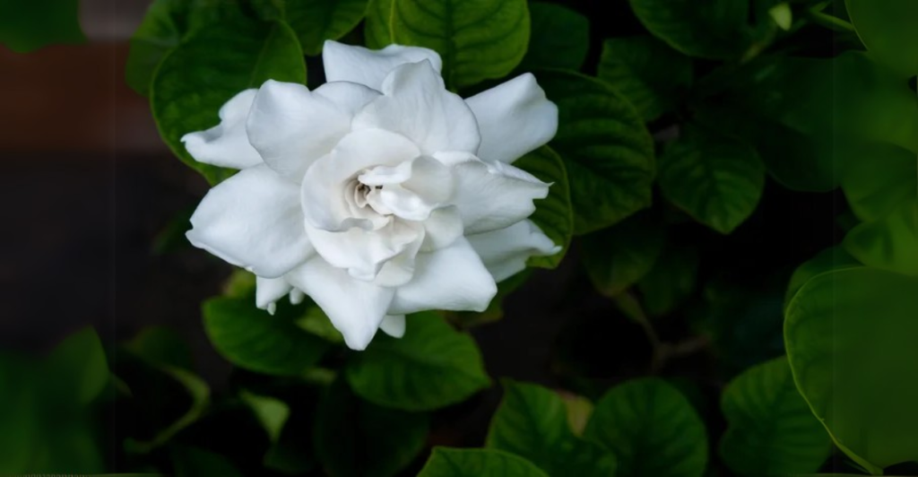 Como Usar a Gardênia na Decoração e Paisagismo