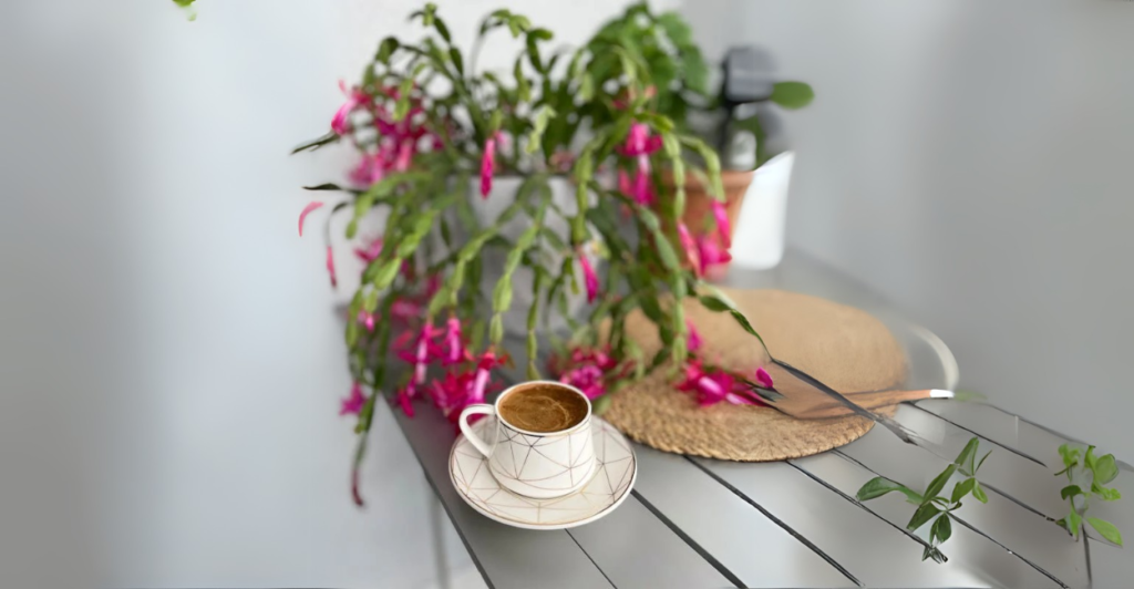 Flor de Maio (Schlumbergera truncata)