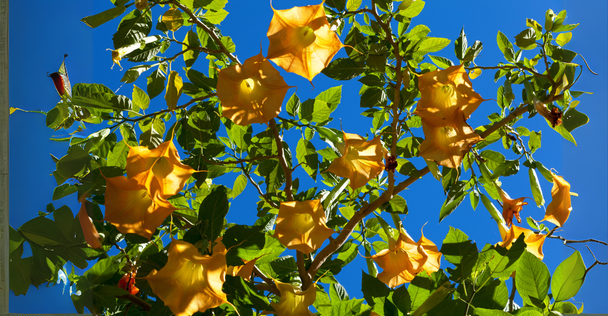 Brugmansia (Trombeteira): O Arbusto Exótico que Encanta Jardins e Intriga Especialistas