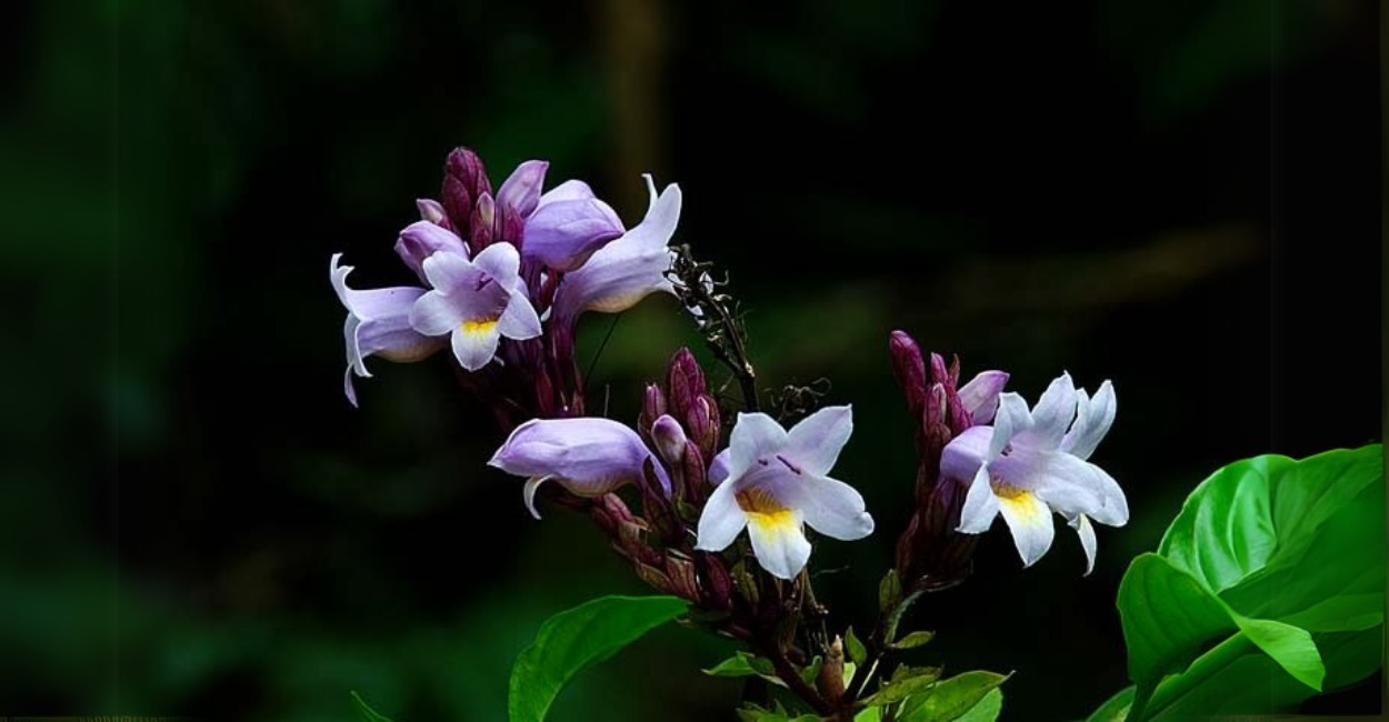 Como o Sininho, a Planta Asiática que Atrai Beija-Flores, Está Transformando Jardins Brasileiros