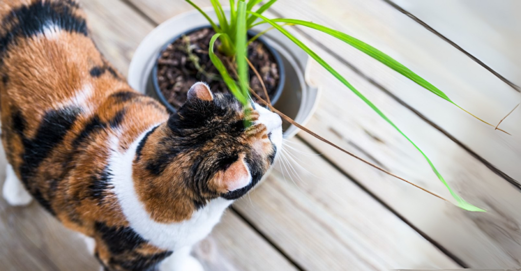 Por Que a Dracaena é Perigosa Para Pets?