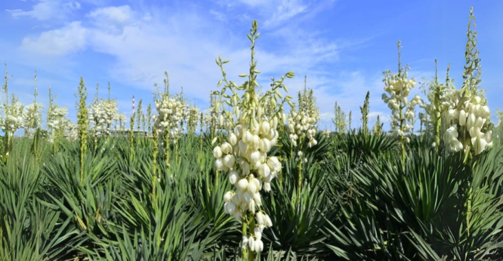 Como cultivar Yucca gloriosa?