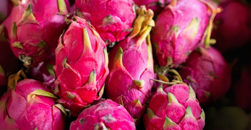 Cuidados Essenciais Para uma Boa Colheita de Pitaya