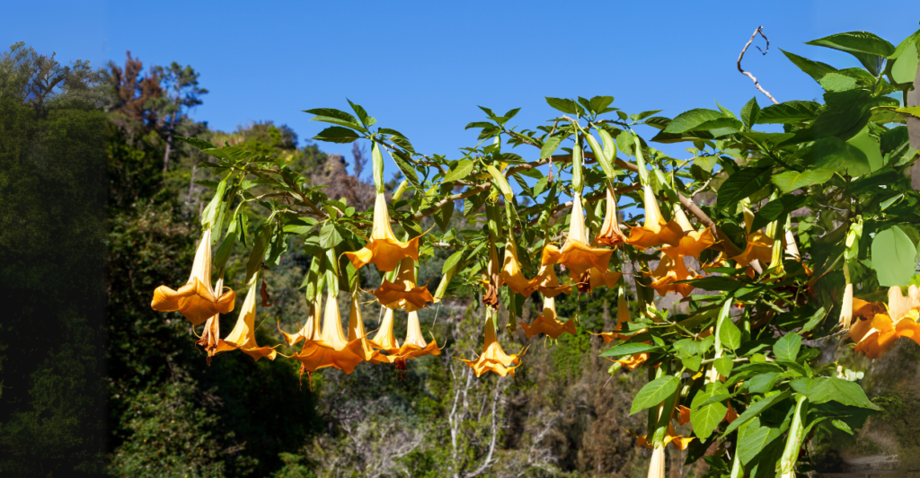 Brugmansia no Paisagismo: Como Integrar ao Jardim