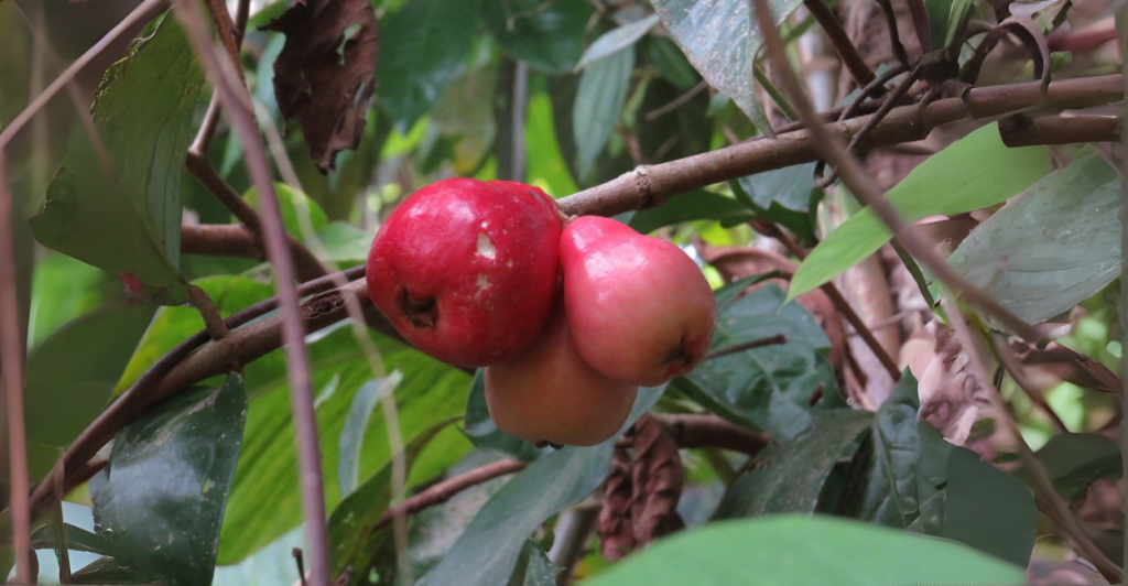 Como Cultivar Pomarrosa e Jambo