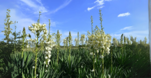 Yucca gloriosa – Tudo o que você precisa saber sobre essa planta resistente e ornamental