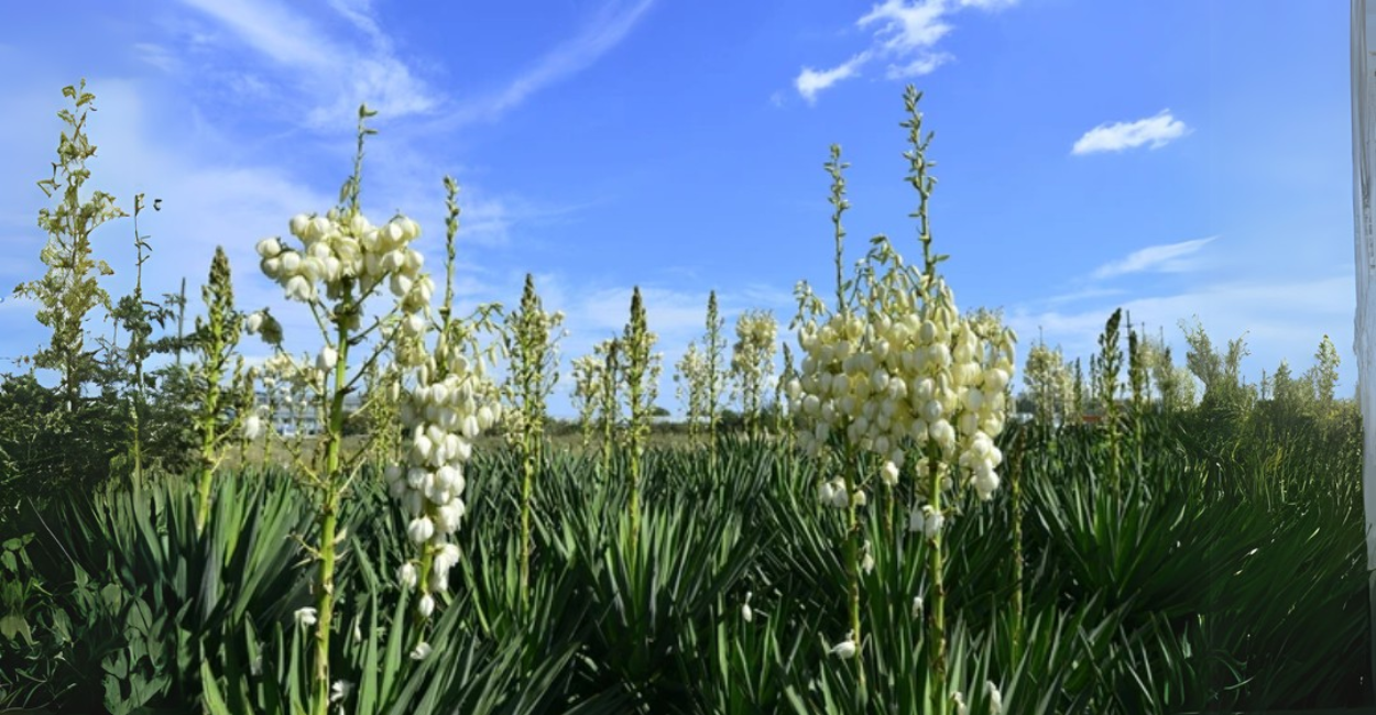 Yucca gloriosa – Tudo o que você precisa saber sobre essa planta resistente e ornamental