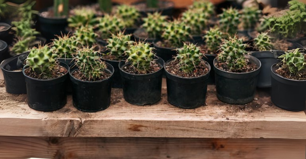 10 Cactos de Sombra Perfeitos para Ambientes com Pouca Luz