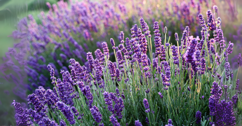 Lavanda: Aromaterapia para Você, Repelente para Baratas