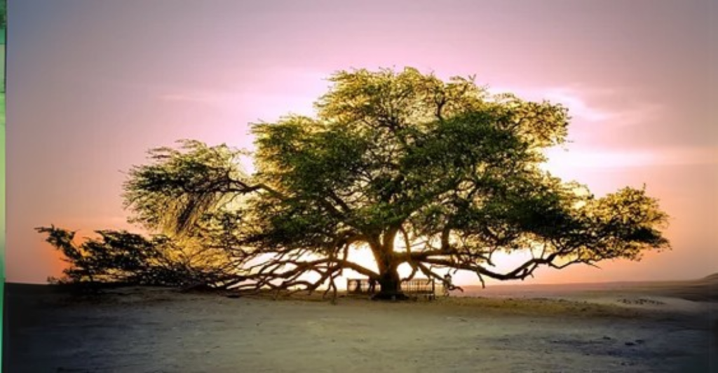 A Árvore da Vida: Um Milagre no Deserto