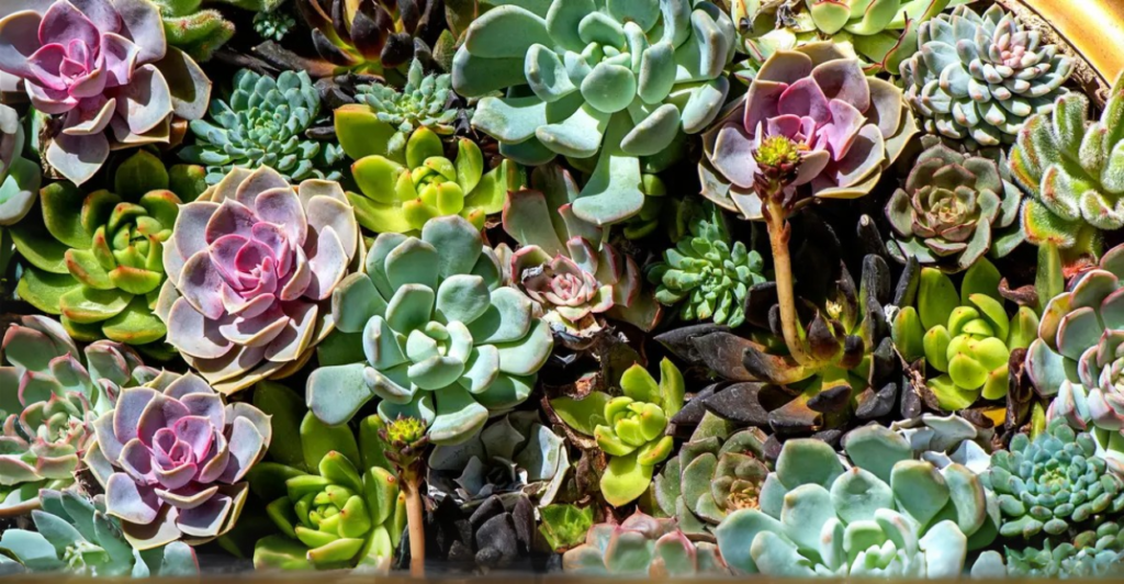 Como manter a suculenta forte após a floração?