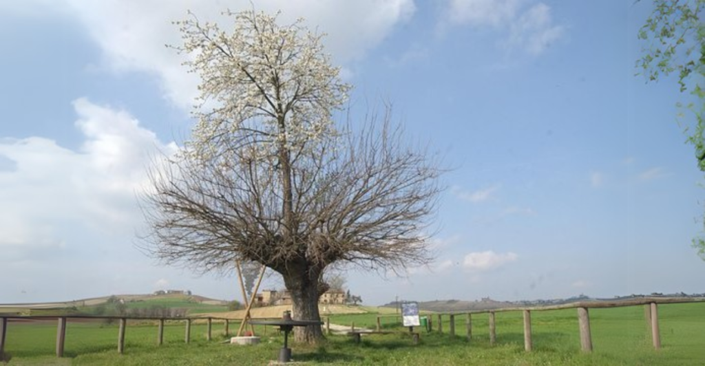 Bialbero di Casorzo: Uma Árvore Dentro da Outra