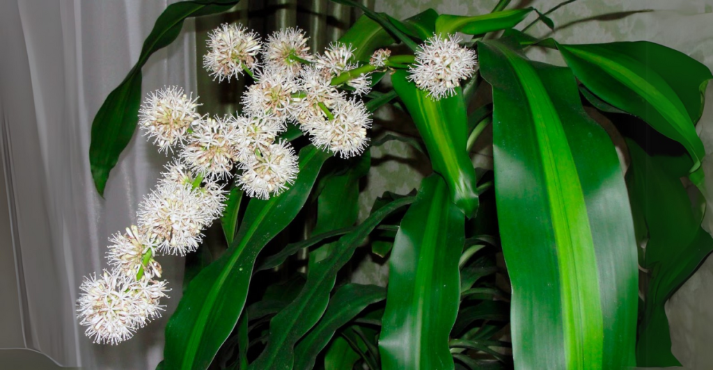 O Que Torna a Floração da Dracaena Fragrans Tão Especial?